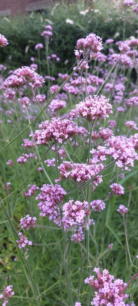 Verbena ijzerhard vlinderlokker, Ophalen of Verzenden, Overige soorten, Volle zon