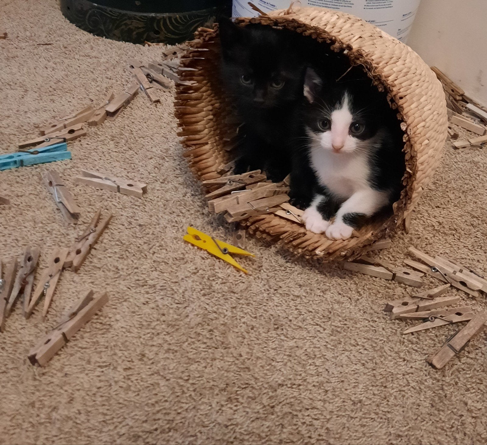 kittens, 8 weken oud. 3 Katertjes en 2 poesjes, Augustus, Meerdere dieren, Overige typen