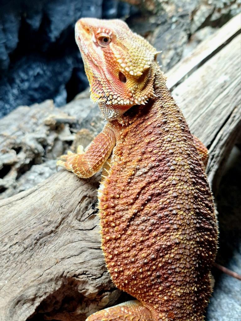 Rood/Oranje baardagaam vrouw 1 jaar Bearded Dragon - female for sale from Design Dragons