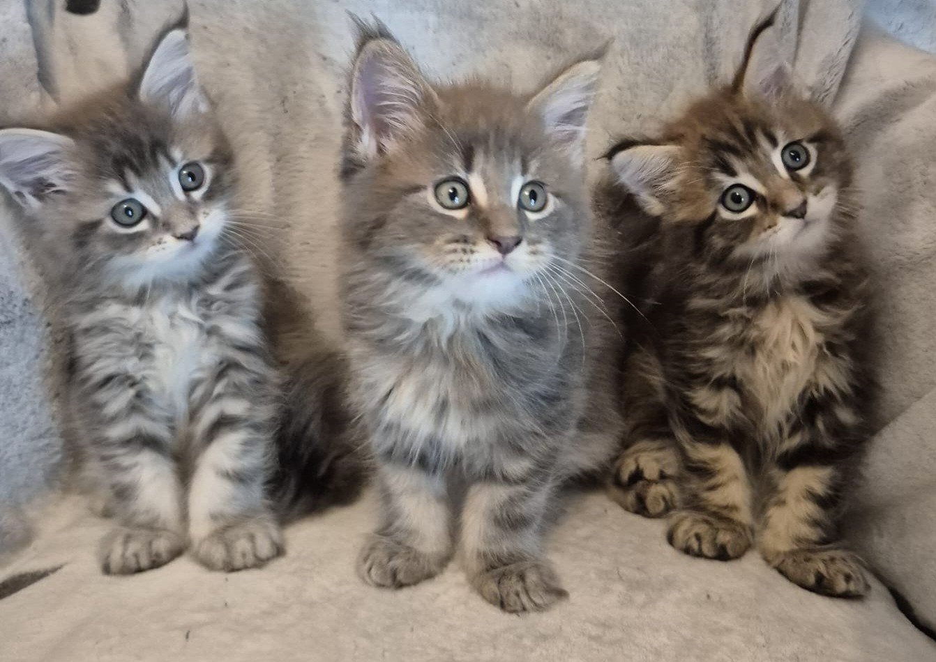 maine coon kittens (half)langharig, Meerdere dieren, Gechipt