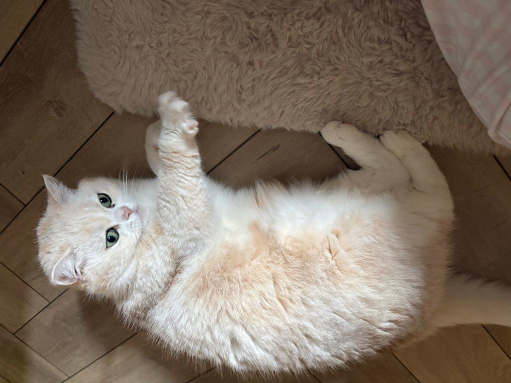 Lieve Britse Korthaar (mix) Lily zoekt een nieuw thuis, Poes