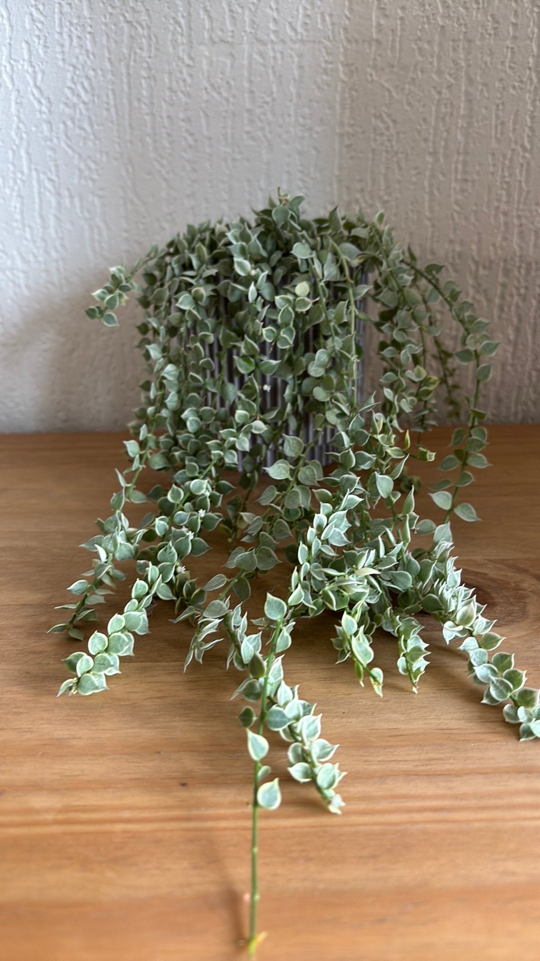 Dischidia Ruscifolia Variegata, Ophalen of Verzenden, Halfschaduw, Minder dan 100 cm