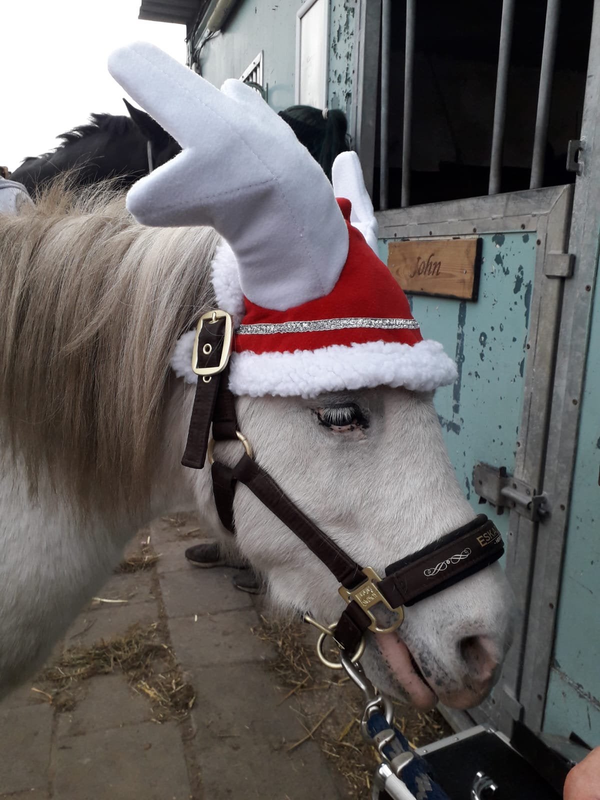 Knuffel shetlander zoekt verzorger