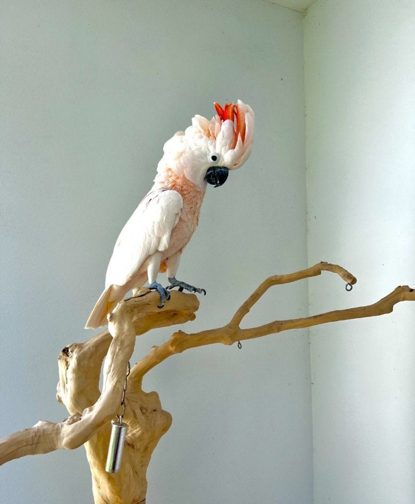 Pair of Cacatua moluccensis (1.1 Moluccan cockatoo), Meerdere dieren, Papegaai, Pratend