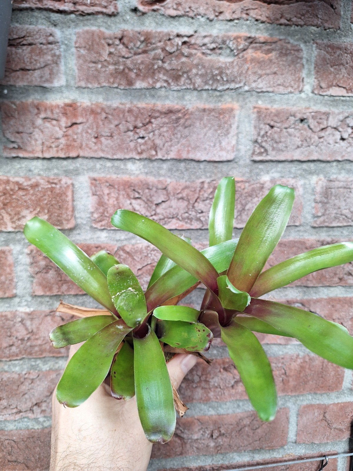 neoregelia donger fireball, Ophalen of Verzenden, Halfschaduw, Minder dan 100 cm