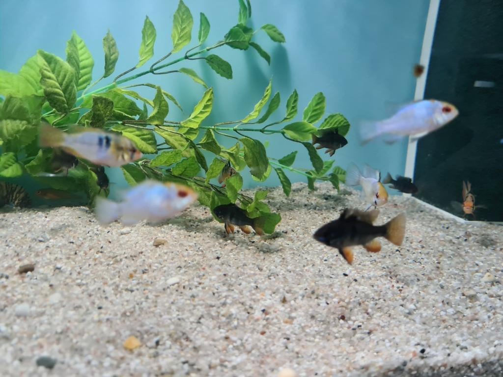 Mikrogeophagus Ramirezi Black, dwergcichliden, Dieren en Toebehoren, Vissen | Aquariumvissen, Vis, Zoetwatervis