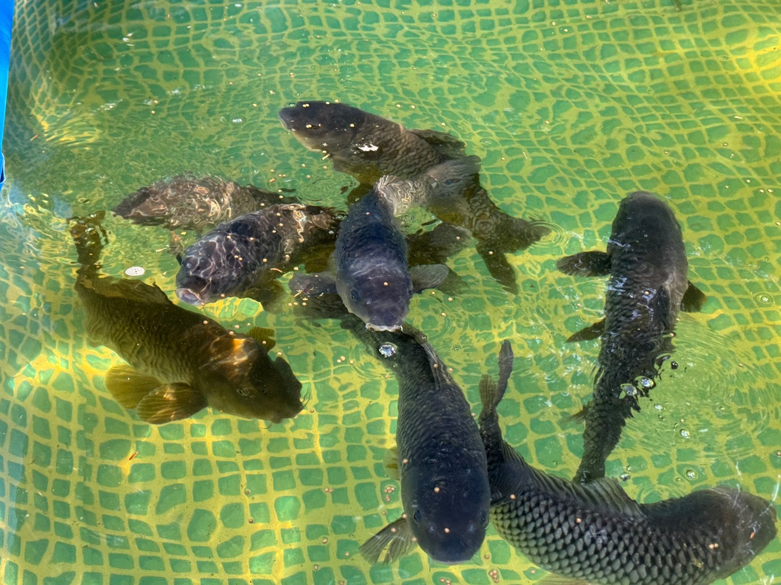 8 Koi - 30 tot 45 cm, Dieren en Toebehoren, Vissen | Vijvervissen, Karper of Koi