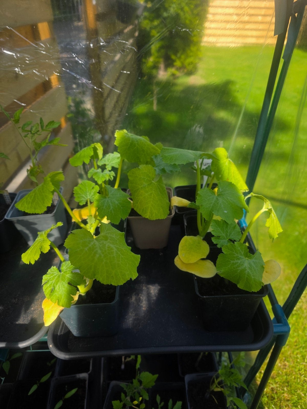 Courgette planten, Ophalen, Eenjarig, Groenteplanten, Volle zon