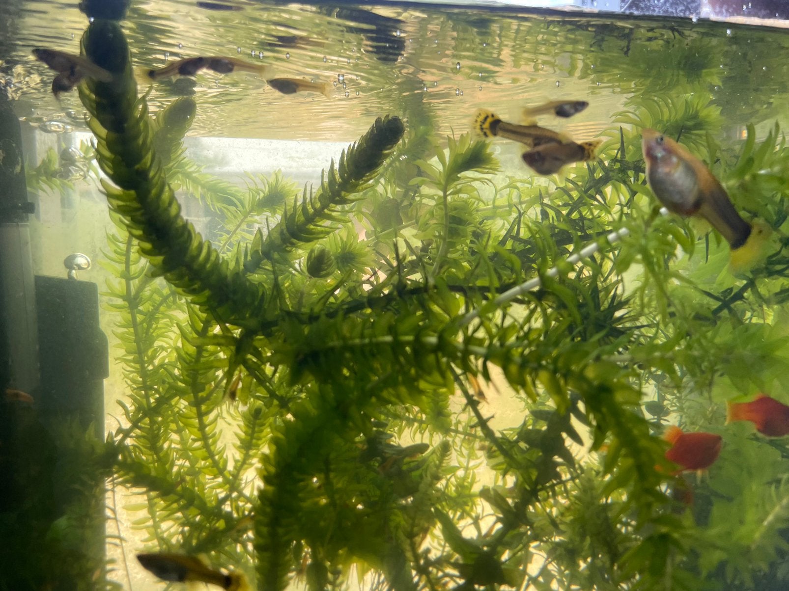 Guppies & Garnalen, Tuin en Terras, Vijvers, Ophalen of Verzenden, Zo goed als nieuw