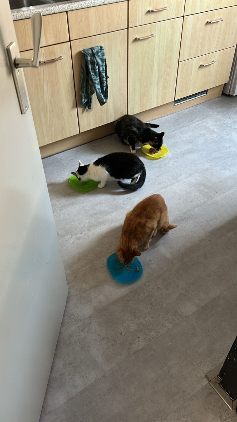 1 kater en 2 poezen, Poes