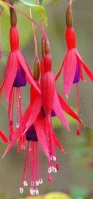 Fuchsia magellanica Riccartonii / Zeer lange rijke bloei, Vaste plant, Halfschaduw, Zomer, Ophalen