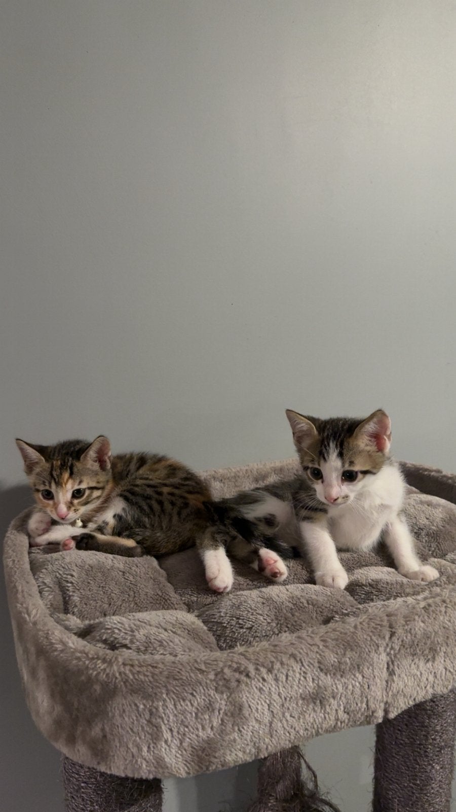 Half bengaalse kittens (2 katers over), Dieren en Toebehoren, Meerdere dieren, 0 tot 2 jaar
