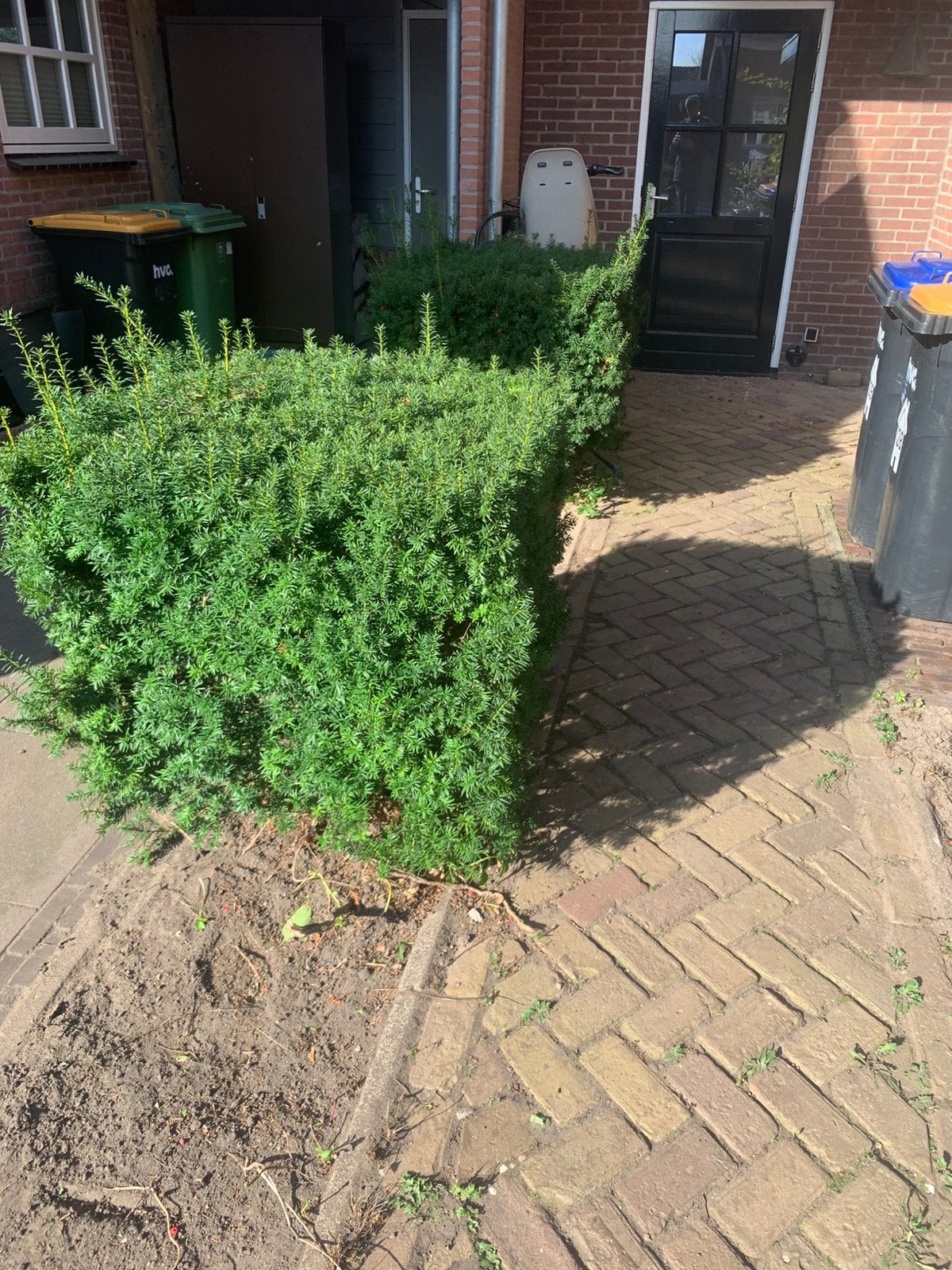 8 Taxus te koop, Ophalen, Taxus, 100 tot 250 cm