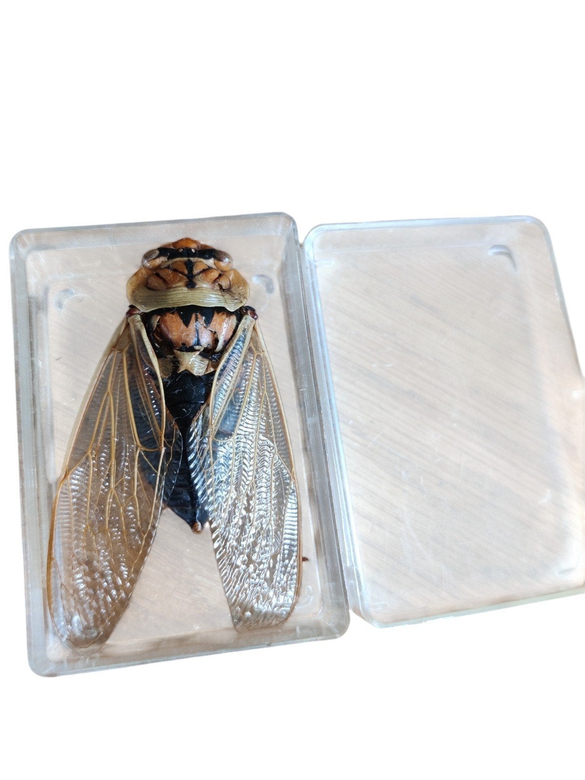 gave grote cicade uit Australië, Verzamelen, Ophalen of Verzenden, Zo goed als nieuw, Insect, Beeldje of Figuurtje