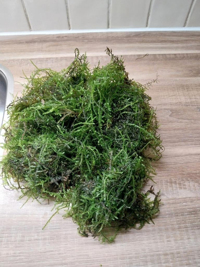 Mos voor aquarium, Ophalen, Zo goed als nieuw, Plant(en), Steen of Hout