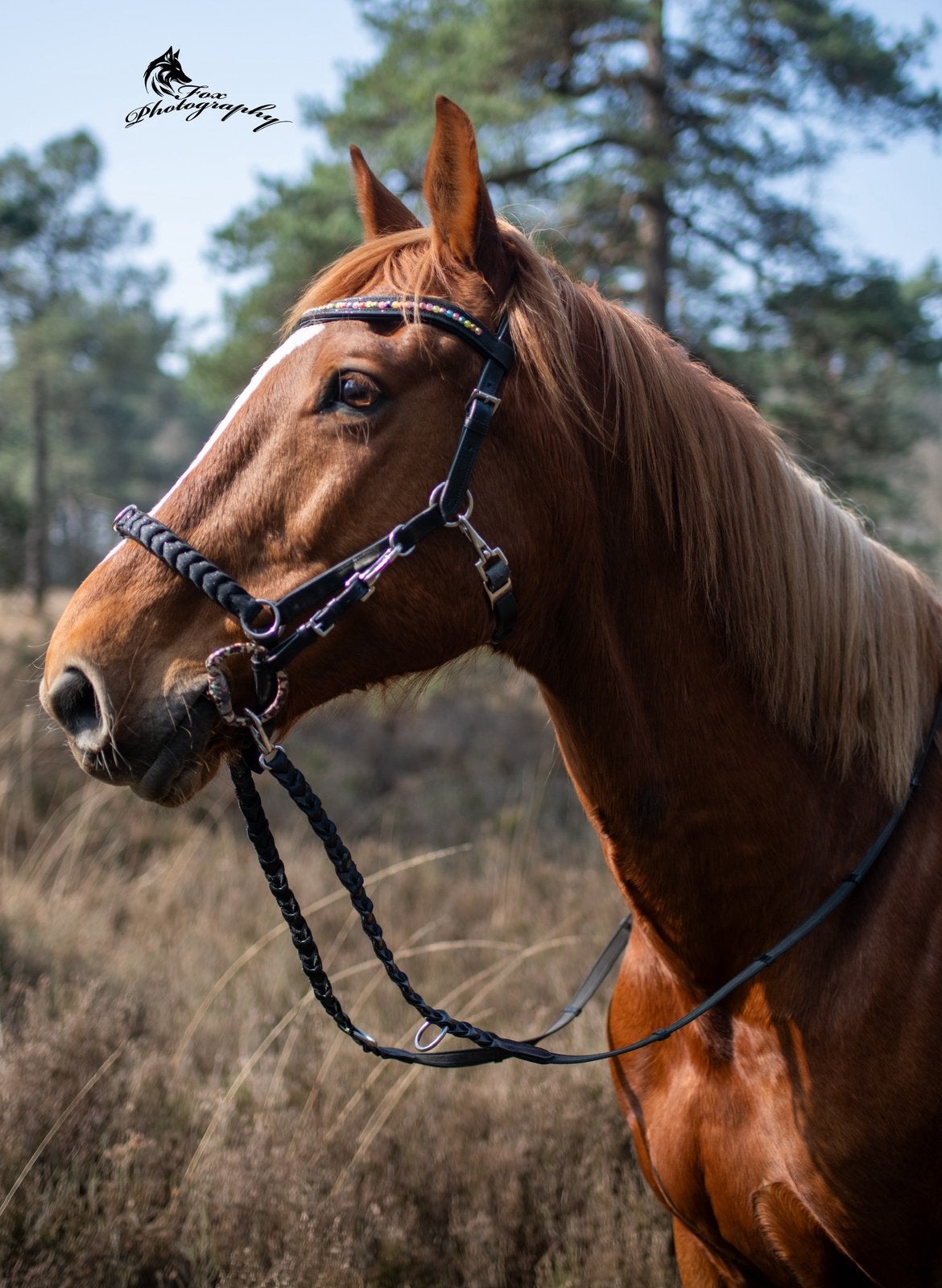 Nieuw! 3 in 1 Multifunctionele hoofdstel glitter, Dieren en Toebehoren, Ophalen of Verzenden, Nieuw, Zacht onderlegd, Hoofdstel