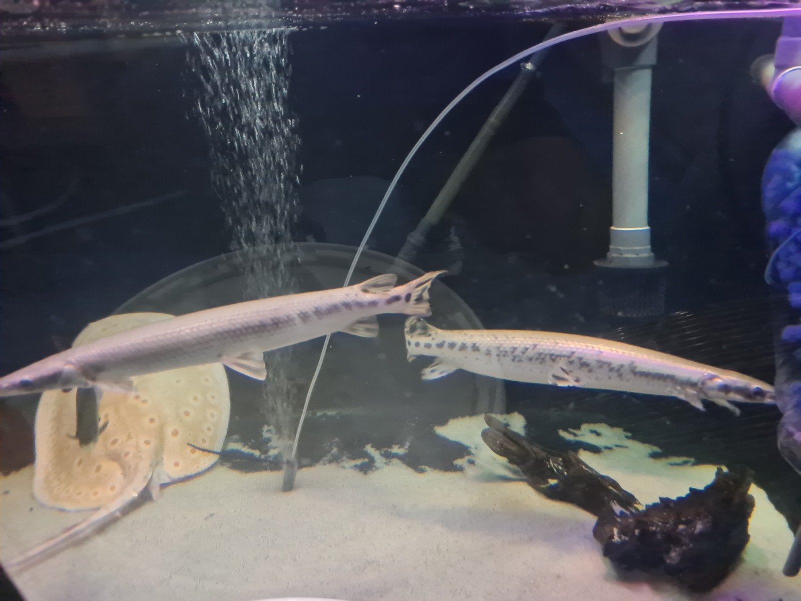 Longnose Gar, Lepisosteus Osseus, Beensnoek, Dieren en Toebehoren, Vis, Zoetwatervis