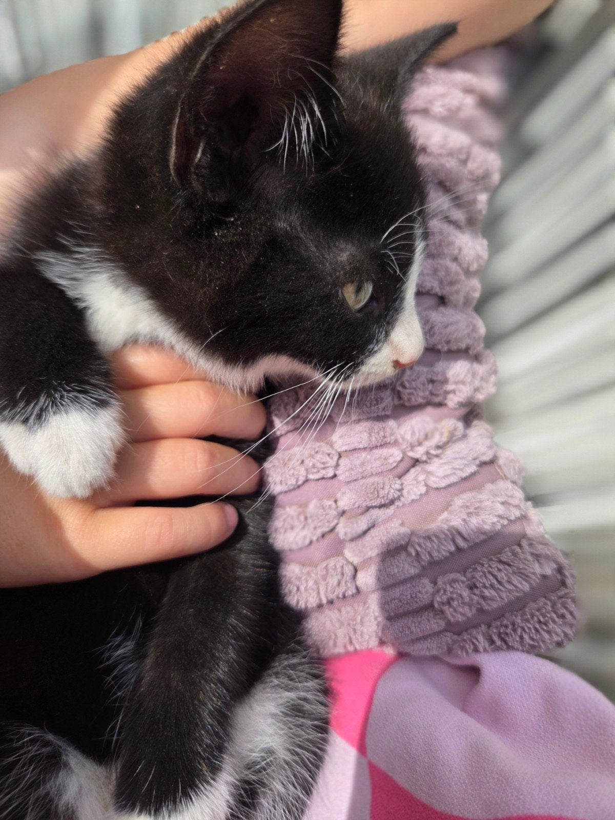 Lieve kittens, Poes, Kortharig, 0 tot 2 jaar