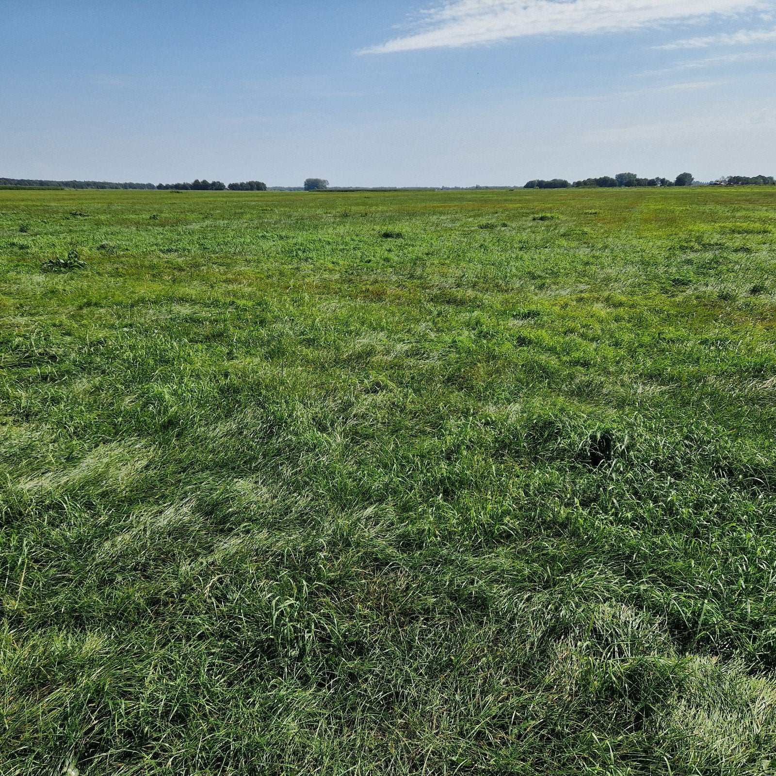 Mildam 30 ha Gras op stam, Dieren en Toebehoren, Dierenvoeding, Ophalen, Vee