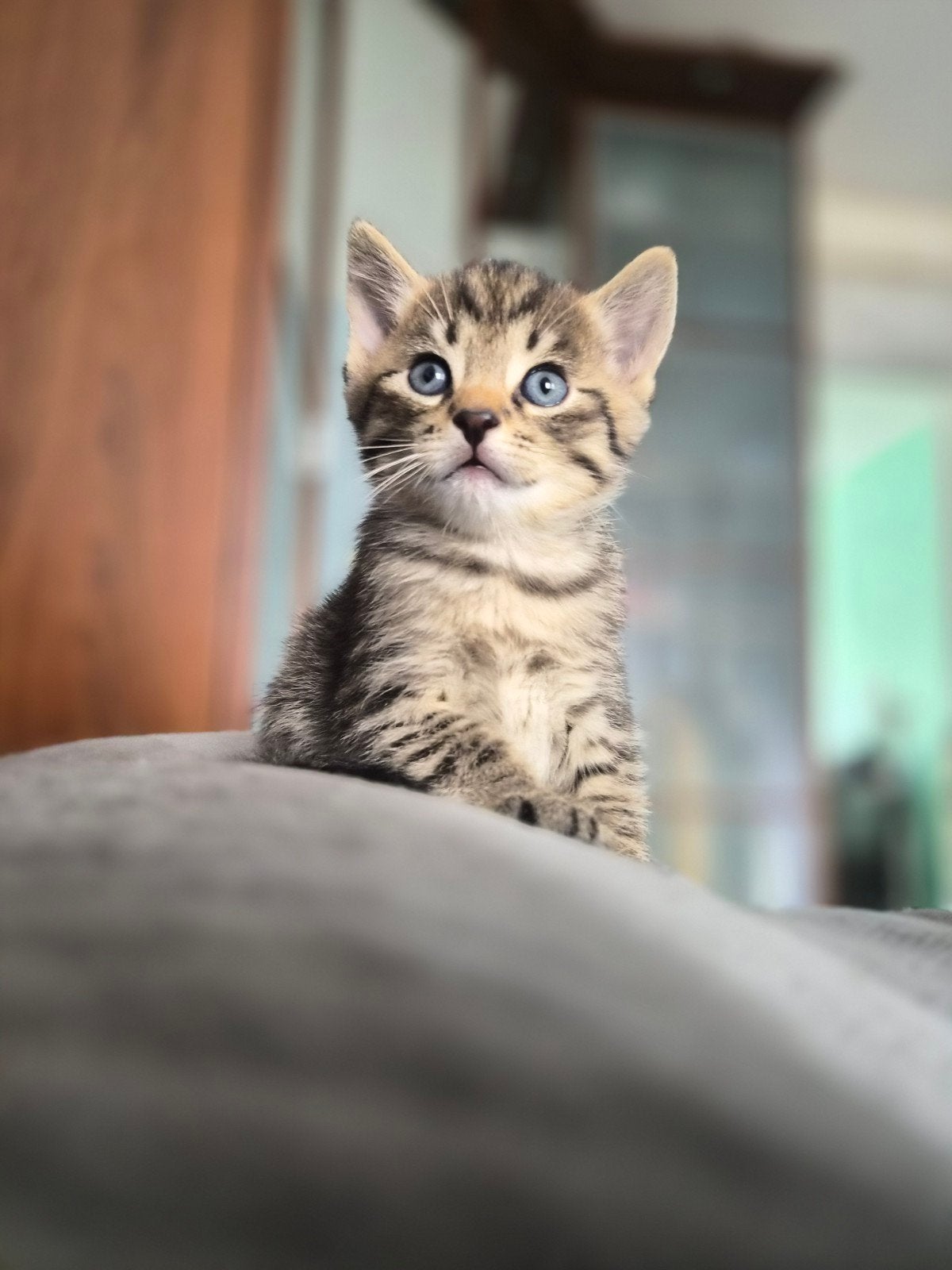 nieuw thuis., Meerdere dieren