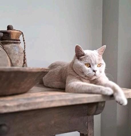 Twee Britse Kortharen Teddie en Beer, Kater, Met stamboom, 0 tot 2 jaar