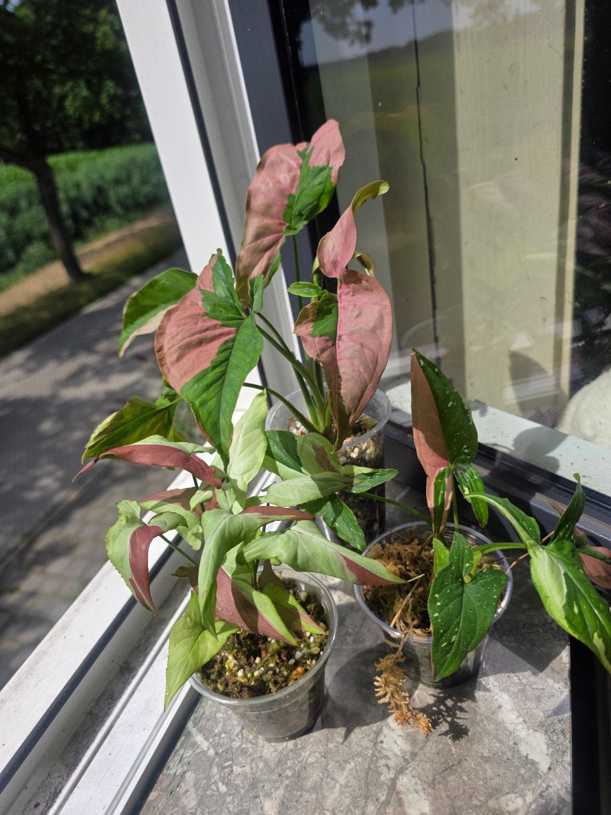 Syngonium pakket, Ophalen of Verzenden