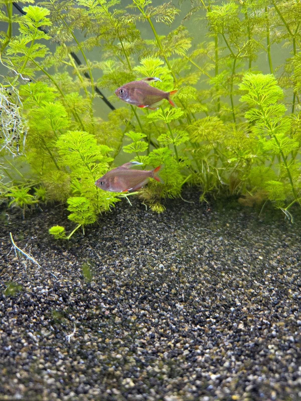 Roze tetra, Dieren en Toebehoren, Vis