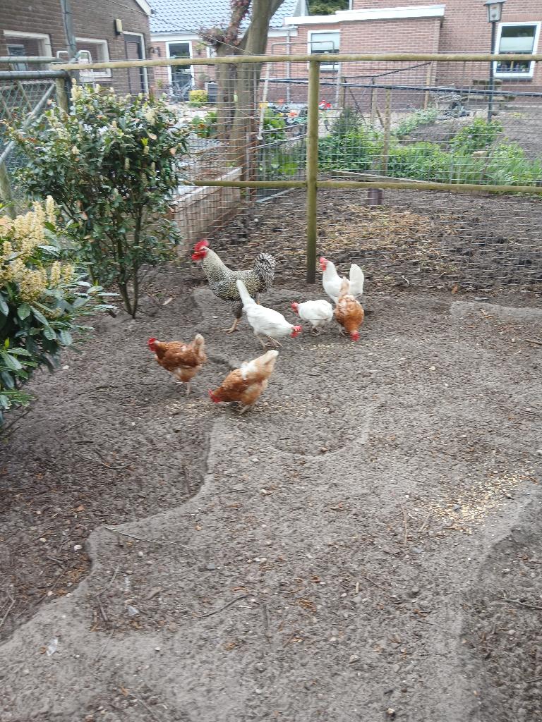 3 bruine legkippen, Dieren en Toebehoren, Pluimvee, Meerdere dieren, Kip