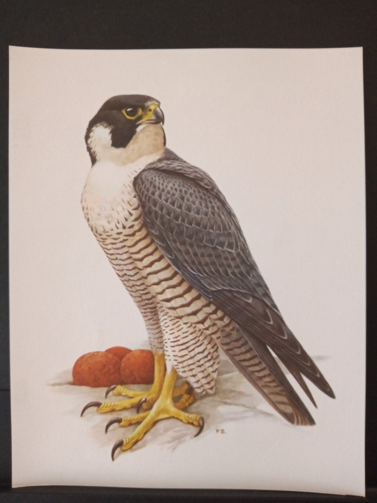 Slechtvalk verdere namen zie uitleg getekend Paul Barruel, 1960 tot 1980, Gebruikt, Ophalen of Verzenden, Dier