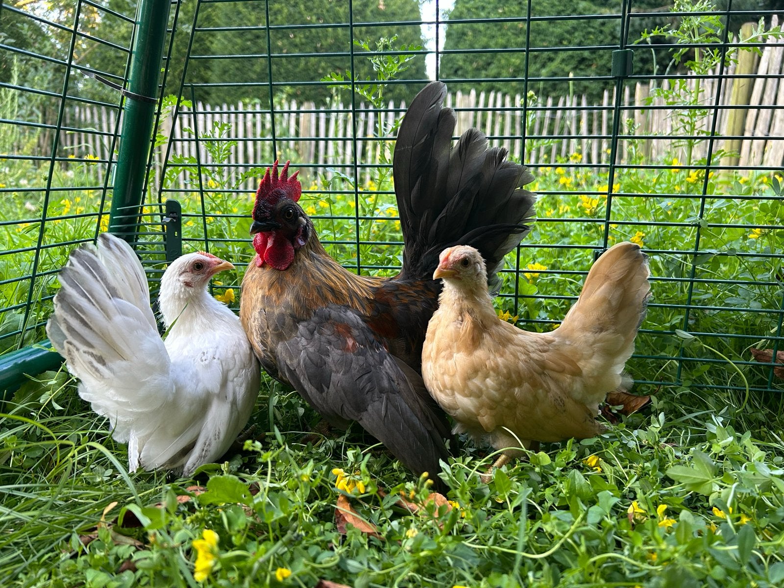 Trio chabo kippen, Dieren en Toebehoren, Pluimvee, Vrouwelijk, Kip