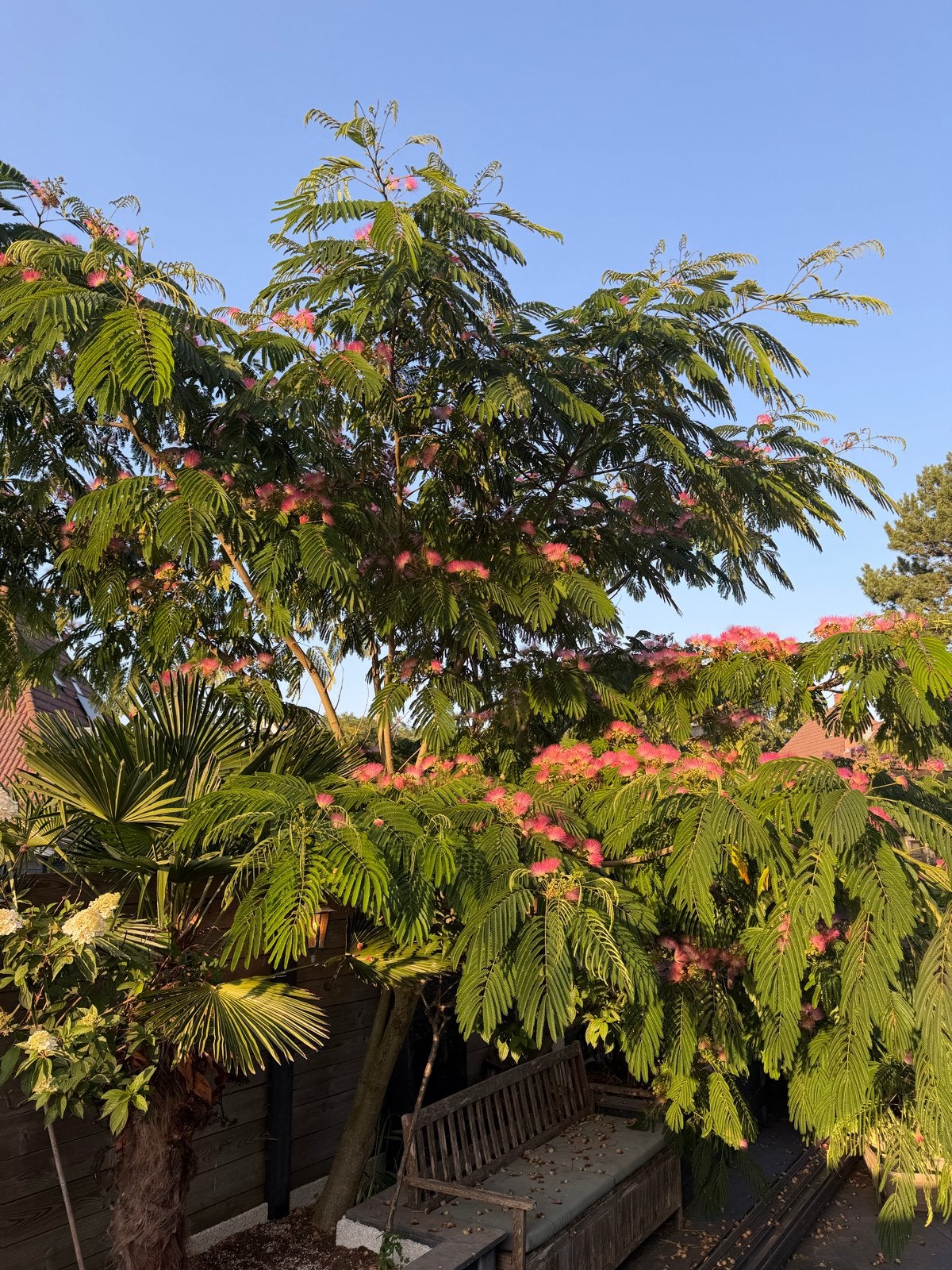 Volwassen Perzische slaapboom (Albizia julibrissin) - 3m hoo, Tuin en Terras, Planten | Bomen, Overige soorten, 250 tot 400 cm