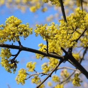 Grootvruchtige kornoelje Cornus mas  jonge boom in een pot, Winter, Halfschaduw, Overige soorten, Minder dan 100 cm