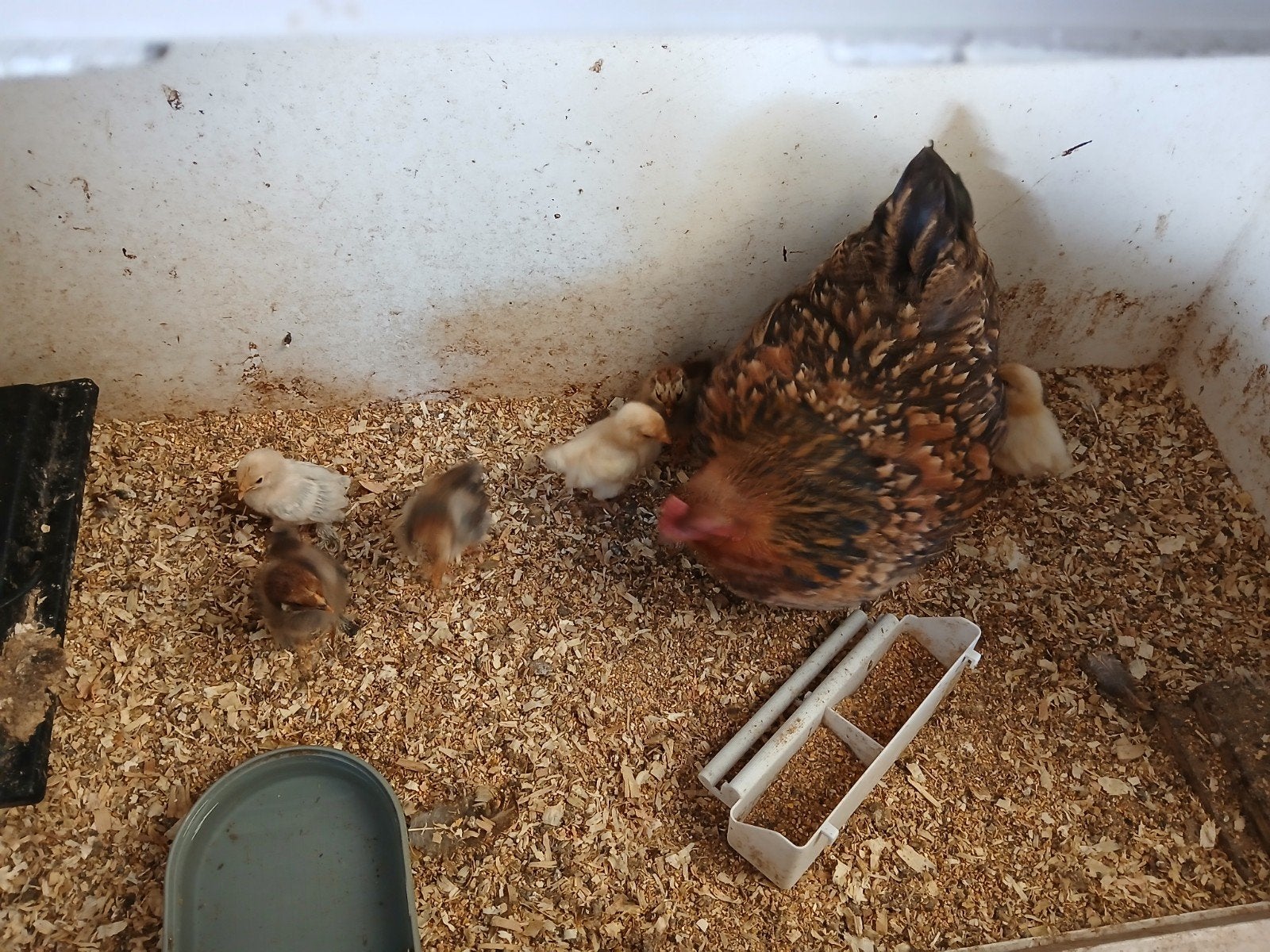 Kuikens, Dieren en Toebehoren, Meerdere dieren, Kip