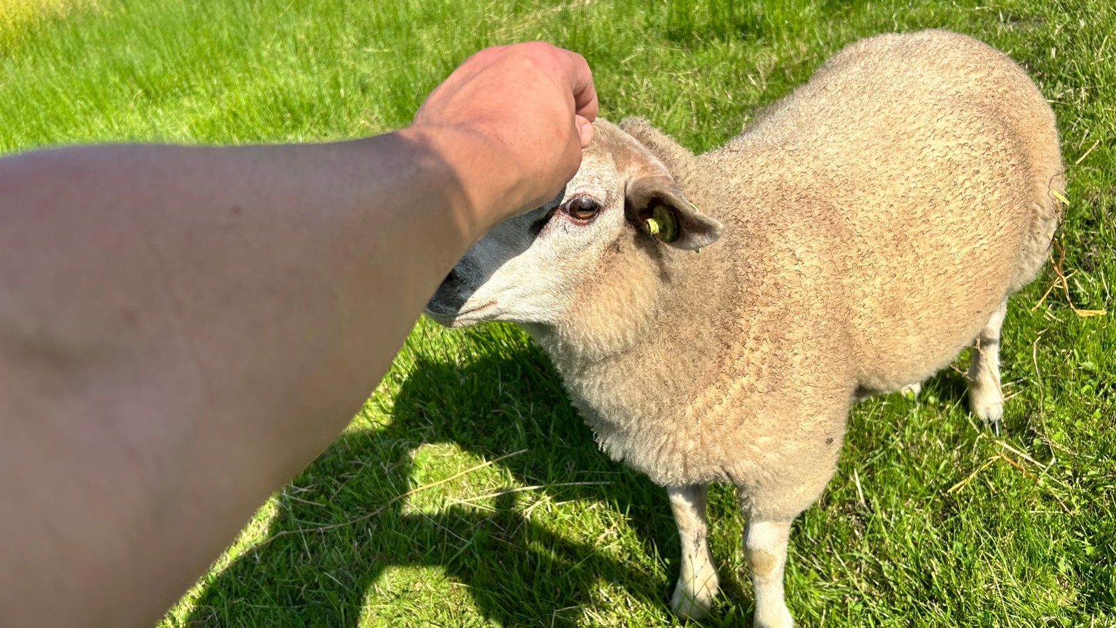 Supermak ooi- en ramlam, ideaal voor zorgboerderij, Vrouwelijk, Schaap