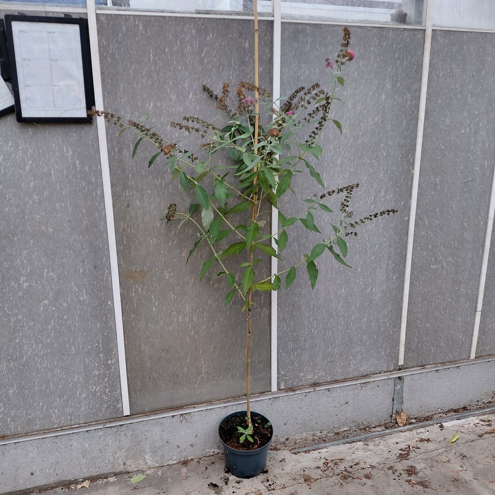 Vlinderstruik op stam Buddleja 'Flower Power', Ophalen of Verzenden, Overige soorten, Volle zon