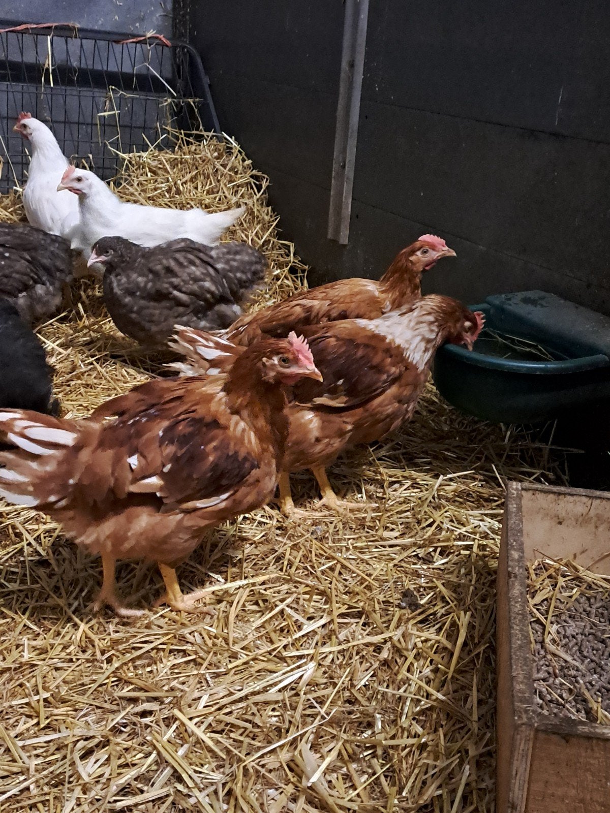te koop 2 leghorn en 6 isa brown legkippen, Vrouwelijk, Kip