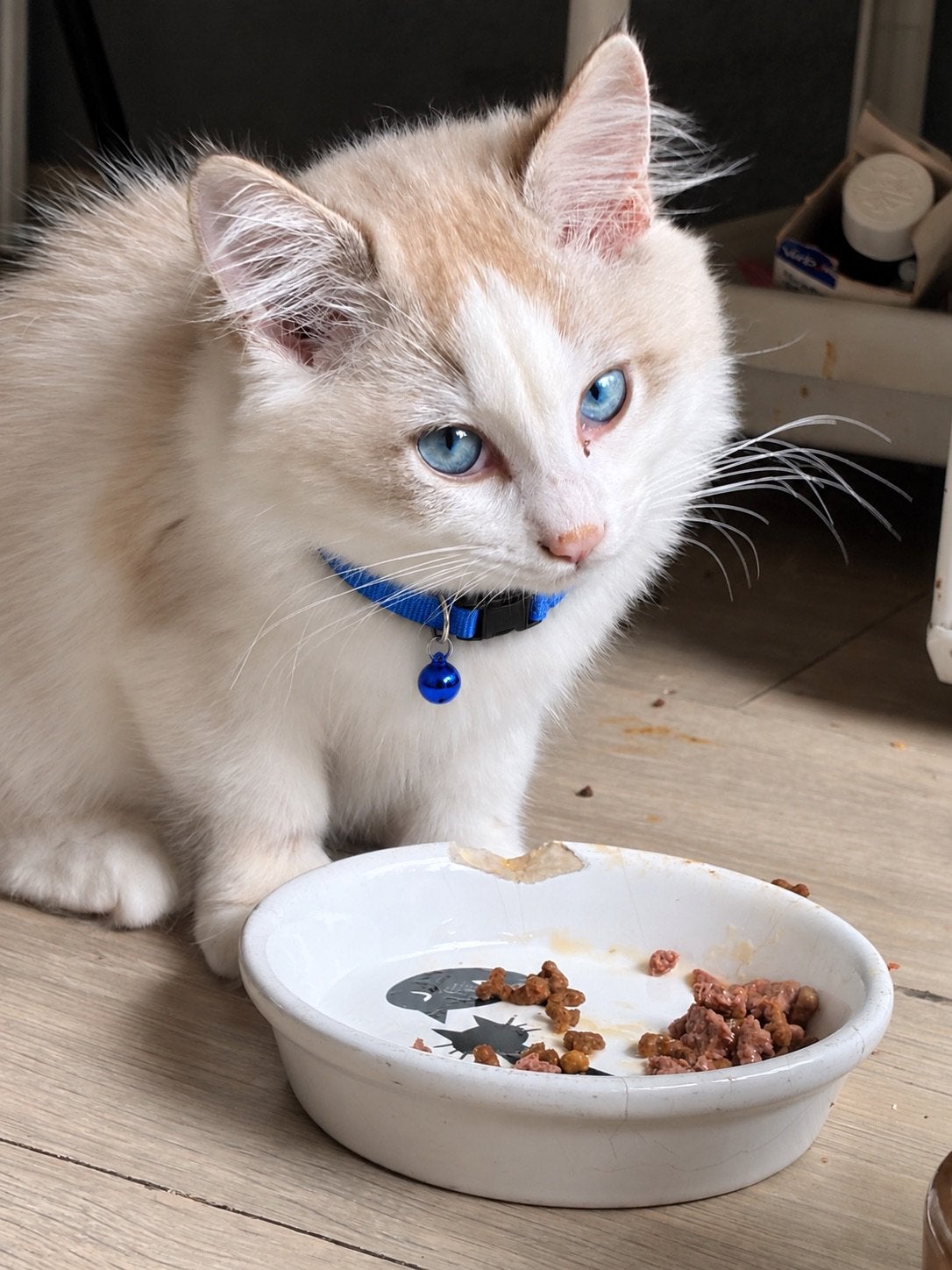 Ragdoll, een mooi klein katje, Kater, Ontwormd, 0 tot 2 jaar