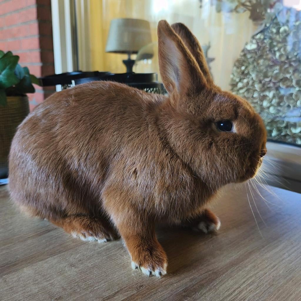 Thrianta konijnen gereserveerd, Vrouwelijk, Groot