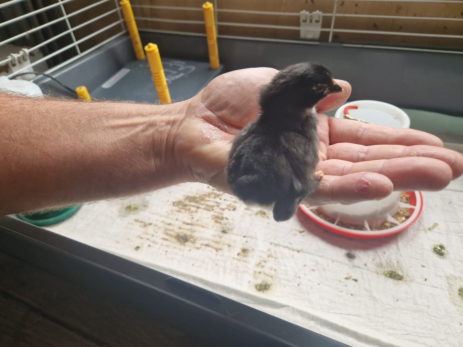 Australorp kuikens, Geslacht onbekend, Kip