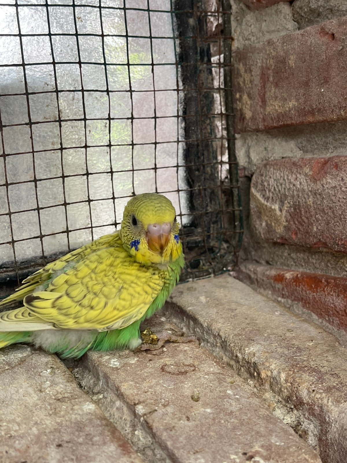 Jong parkieten , ideaal om tam te maken, Dieren en Toebehoren, Vogels | Parkieten en Papegaaien, Meerdere dieren, Parkiet, Tam
