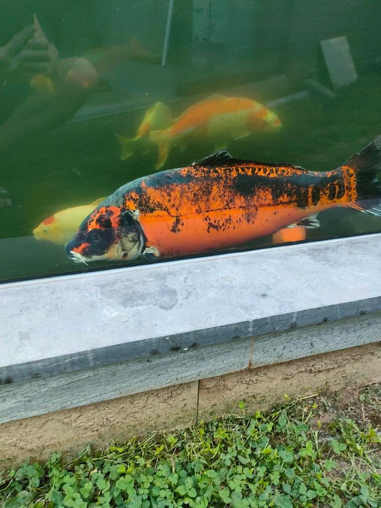 Koi te koop, Karper of Koi