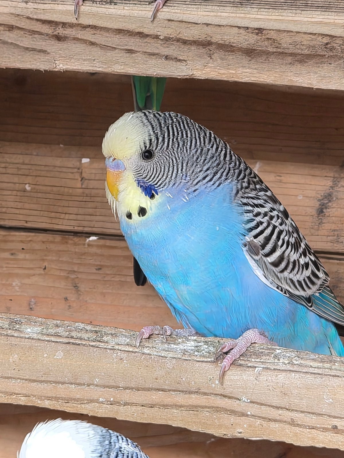 Jonge parkiet. 12 weken. Man. Geelmasker, Dieren en Toebehoren, Vogels | Parkieten en Papegaaien, Mannelijk, Parkiet