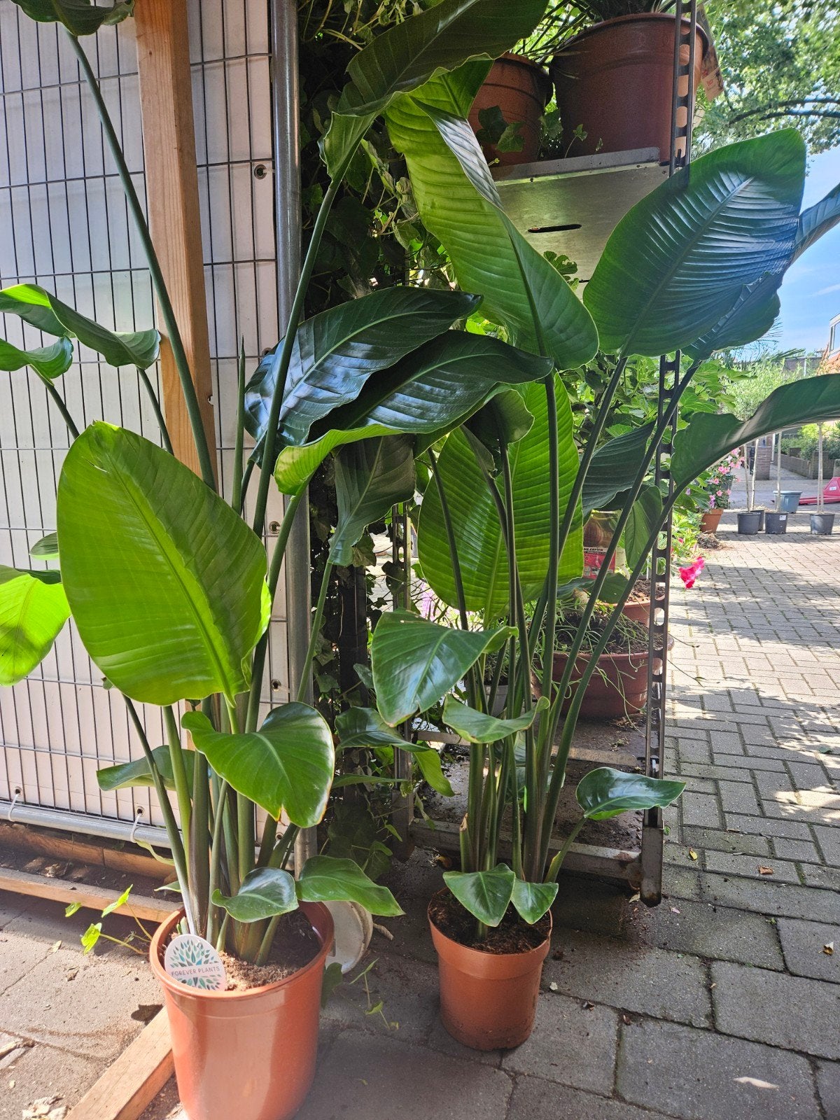 Strelitzia 160cm hoog vers van de kweker, Tuin en Terras, Ophalen of Verzenden, Overige soorten, Volle zon