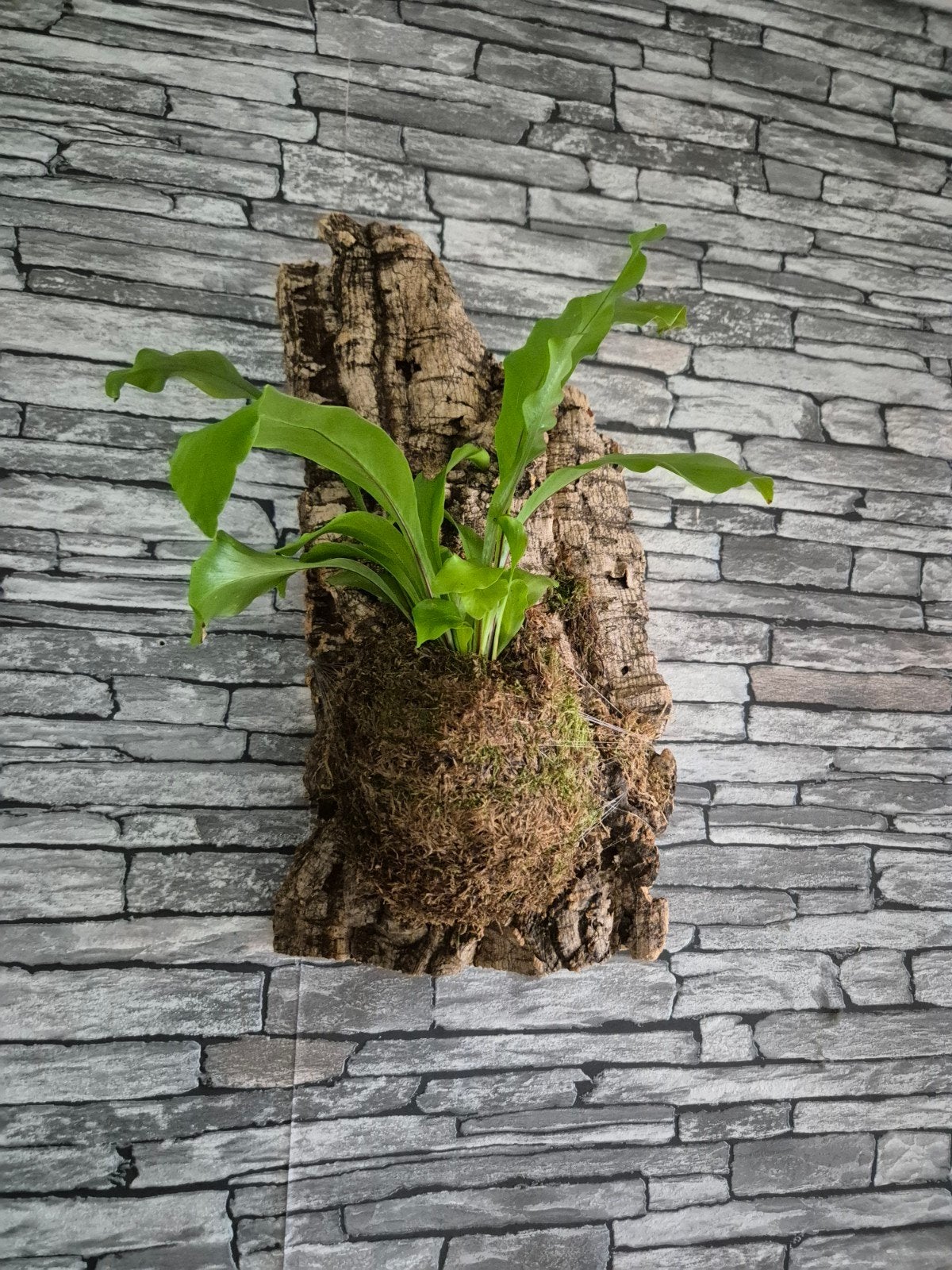 Nestvaren op kurk, Overige soorten, Minder dan 100 cm, Groene kamerplant, Halfschaduw