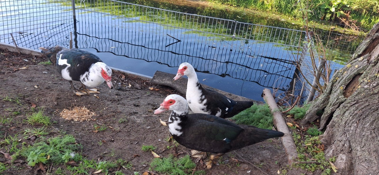 muskus eenden., Meerdere dieren, Eend