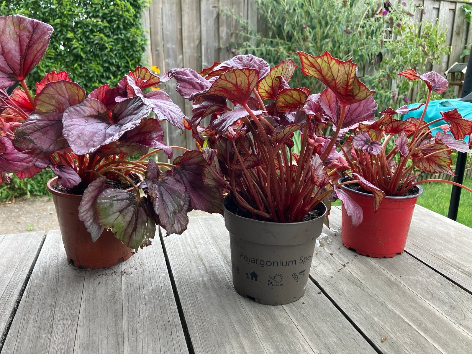 Prachtige Begonia's - Diverse Rode Tinten, Ophalen, Halfschaduw, Minder dan 100 cm