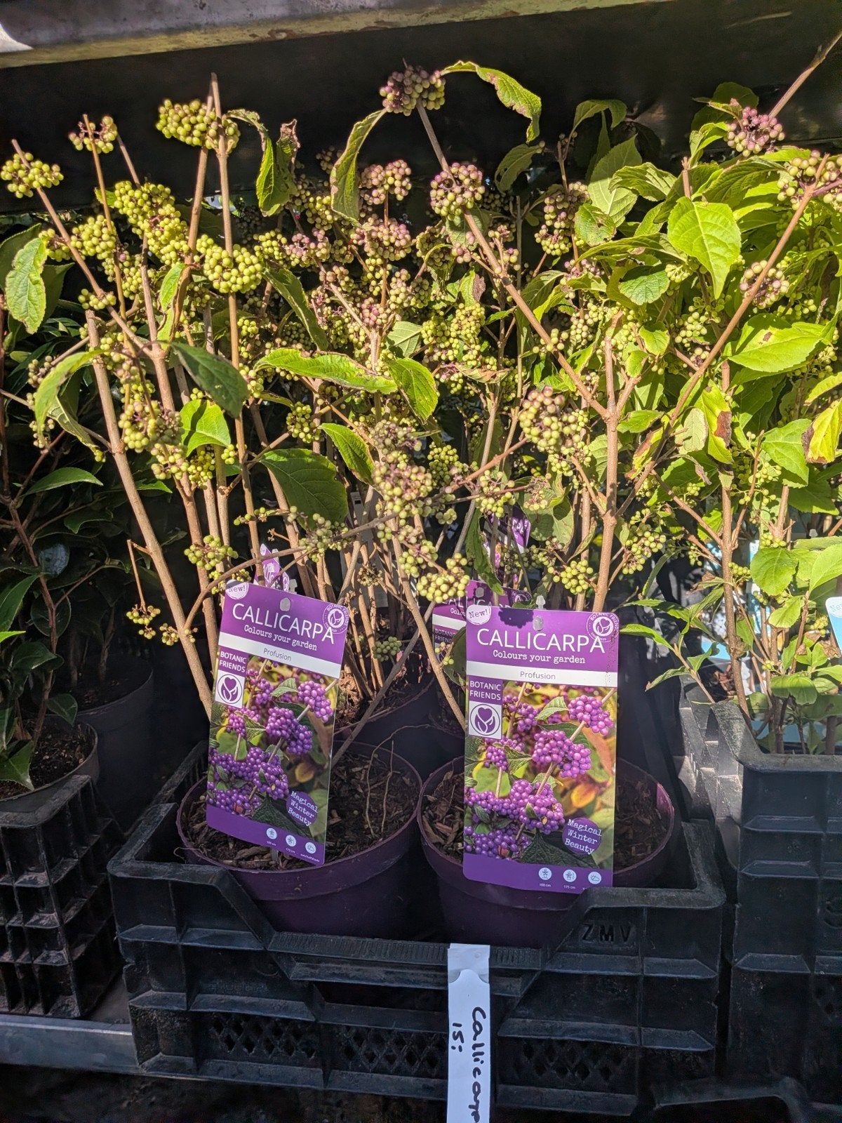 Callicarpa bodinieri 'Profusion' (Schoonvrucht)., Ophalen, Lente, Overige soorten, Halfschaduw