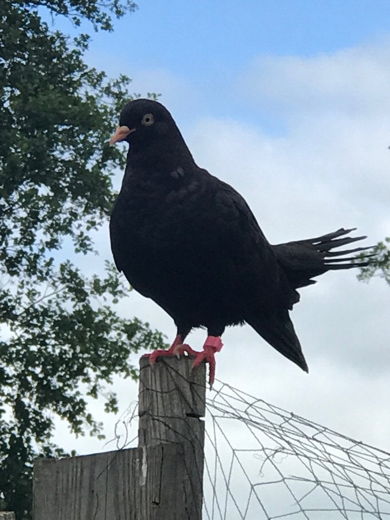 Duivin oosterse roller, tuimelaar duif, Dieren en Toebehoren, Vogels | Duiven, Vrouwelijk, Tuimelaar of Roller