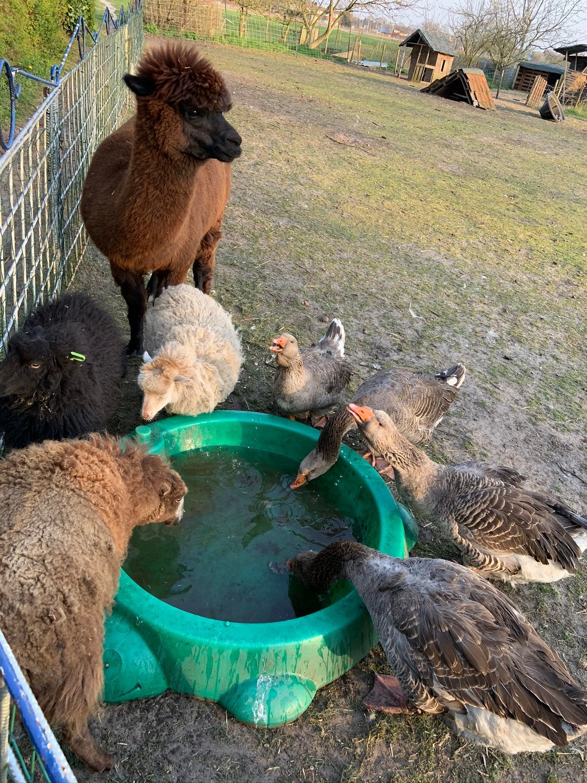 3 quessant ooitjes, Vrouwelijk, Schaap, 6 jaar of ouder