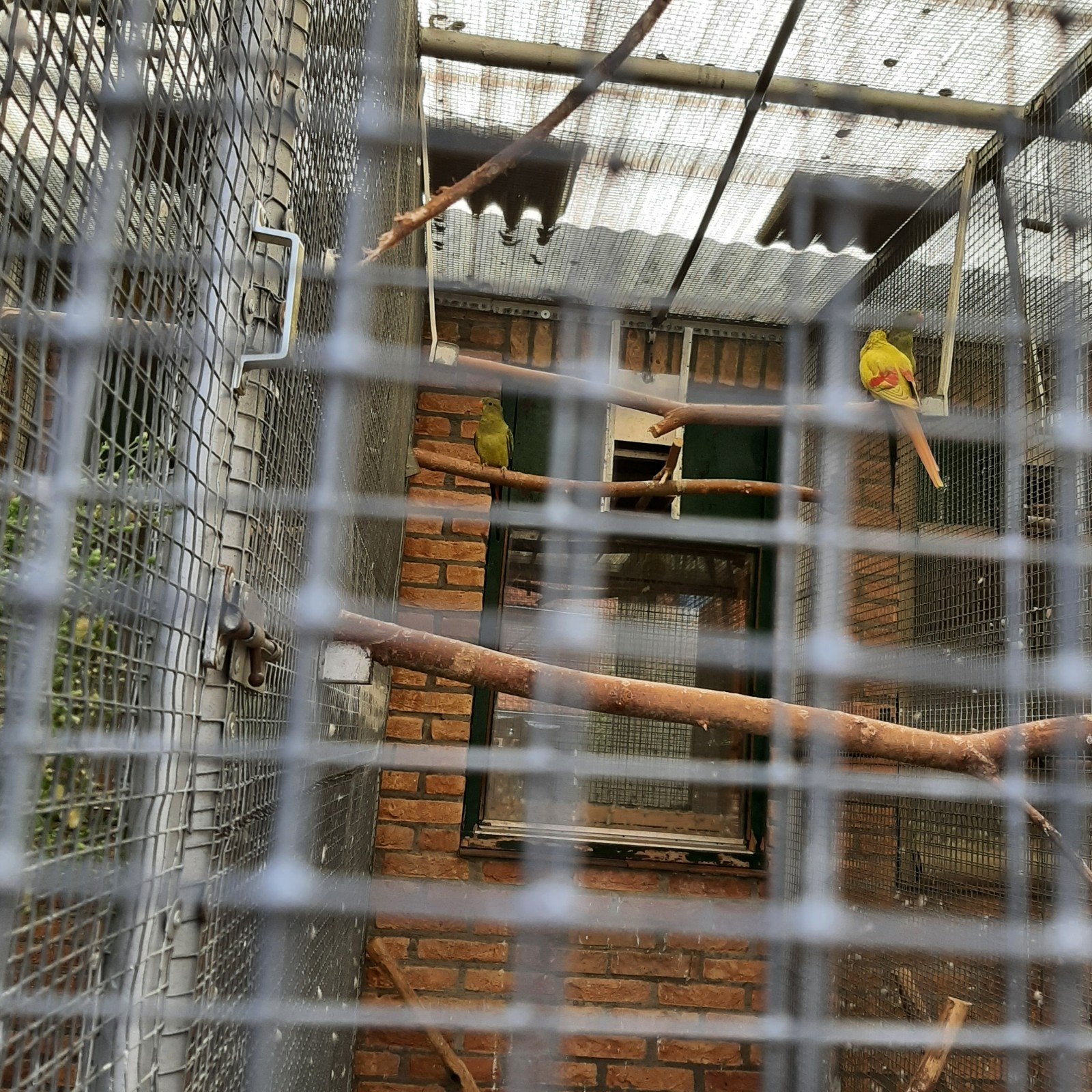 bergparkiet split voor pastel